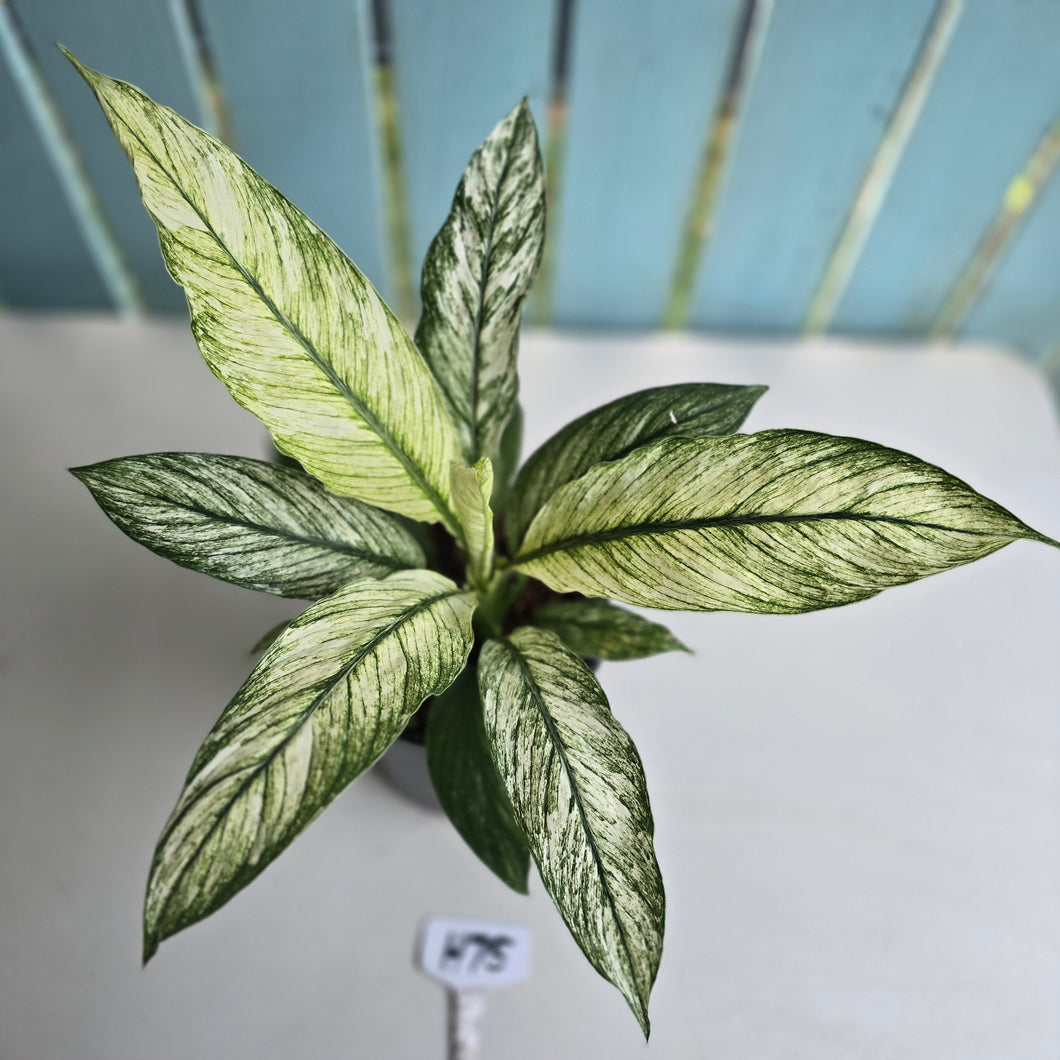 #H75 Variegated Spathiphyllum Sensation