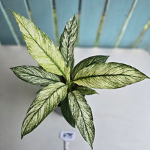 Load image into Gallery viewer, #H75 Variegated Spathiphyllum Sensation