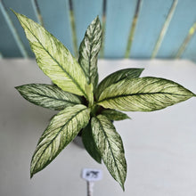 Load image into Gallery viewer, #H75 Variegated Spathiphyllum Sensation