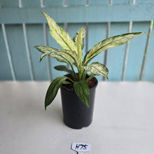 Load image into Gallery viewer, #H75 Variegated Spathiphyllum Sensation