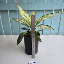 Load image into Gallery viewer, #H75 Variegated Spathiphyllum Sensation