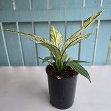 Load image into Gallery viewer, #H75 Variegated Spathiphyllum Sensation