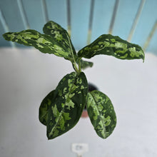 Load image into Gallery viewer, #20 Large Aglaonema Pictum Tricolor
