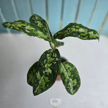 Load image into Gallery viewer, #20 Large Aglaonema Pictum Tricolor