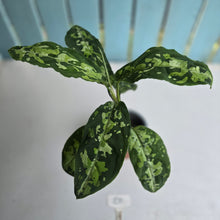 Load image into Gallery viewer, #20 Large Aglaonema Pictum Tricolor
