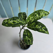 Load image into Gallery viewer, #20 Large Aglaonema Pictum Tricolor