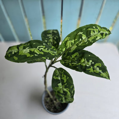 #20 Large Aglaonema Pictum Tricolor