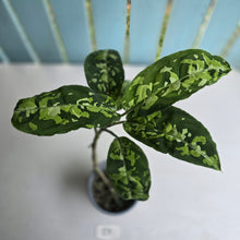 Load image into Gallery viewer, #20 Large Aglaonema Pictum Tricolor