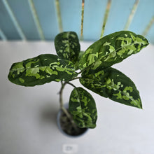 Load image into Gallery viewer, #20 Large Aglaonema Pictum Tricolor