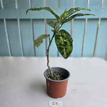 Load image into Gallery viewer, #20 Large Aglaonema Pictum Tricolor