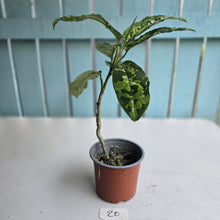Load image into Gallery viewer, #20 Large Aglaonema Pictum Tricolor