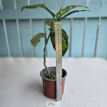 Load image into Gallery viewer, #20 Large Aglaonema Pictum Tricolor