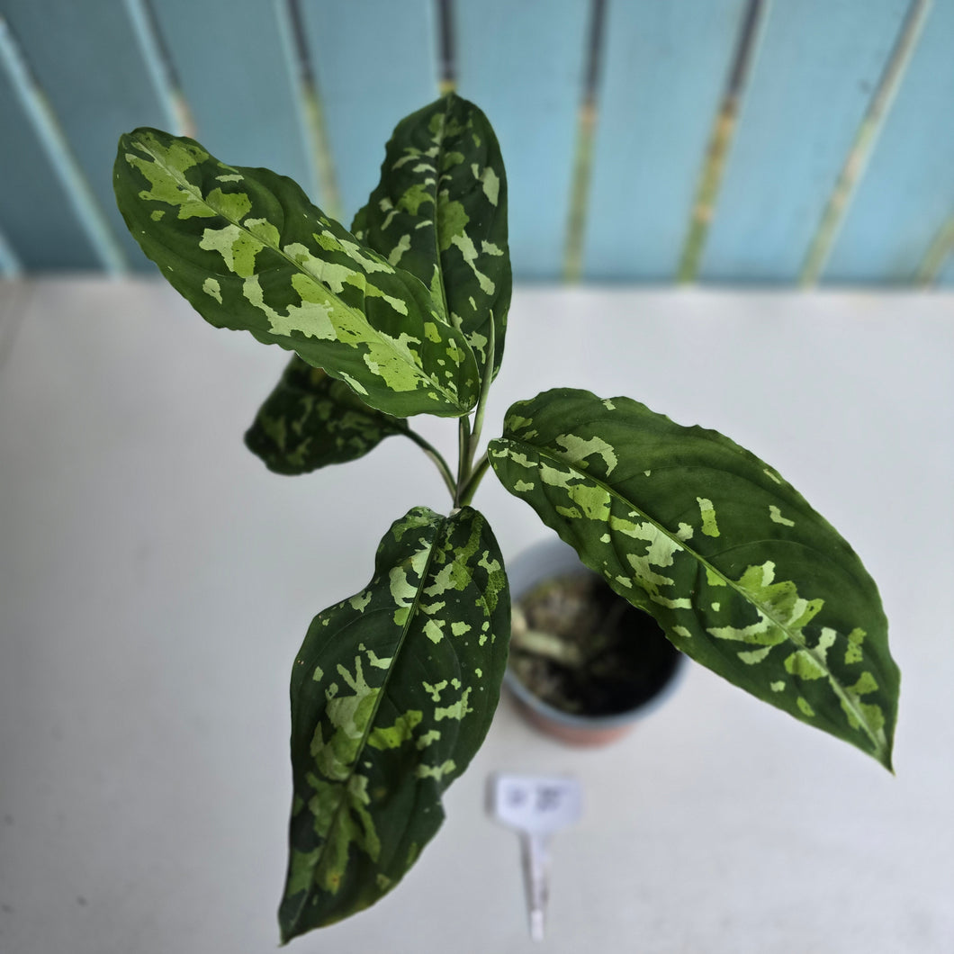 #B75 Large Aglaonema Pictum Tricolor