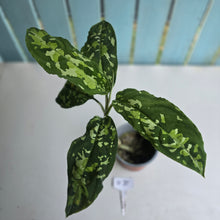 Load image into Gallery viewer, #B75 Large Aglaonema Pictum Tricolor