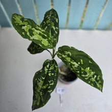 Load image into Gallery viewer, #B75 Large Aglaonema Pictum Tricolor