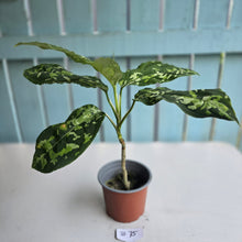 Load image into Gallery viewer, #B75 Large Aglaonema Pictum Tricolor