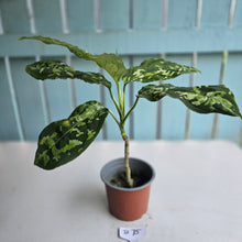 Load image into Gallery viewer, #B75 Large Aglaonema Pictum Tricolor