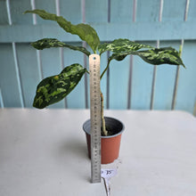 Load image into Gallery viewer, #B75 Large Aglaonema Pictum Tricolor