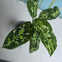 Load image into Gallery viewer, #B75 Large Aglaonema Pictum Tricolor