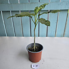 Load image into Gallery viewer, #B75 Large Aglaonema Pictum Tricolor