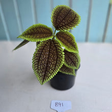 Load image into Gallery viewer, #B91 Pilea Involucrata Moon Valley