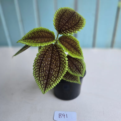 #B91 Pilea Involucrata Moon Valley