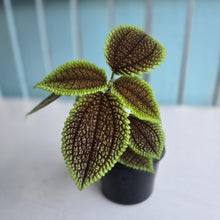 Load image into Gallery viewer, #B91 Pilea Involucrata Moon Valley