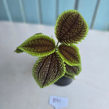 Load image into Gallery viewer, #B91 Pilea Involucrata Moon Valley