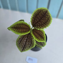 Load image into Gallery viewer, #B91 Pilea Involucrata Moon Valley
