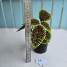Load image into Gallery viewer, #B91 Pilea Involucrata Moon Valley