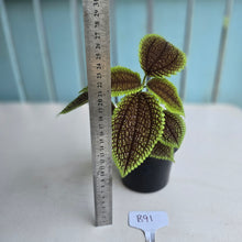 Load image into Gallery viewer, #B91 Pilea Involucrata Moon Valley