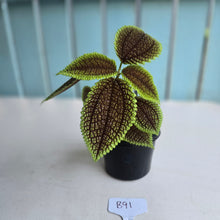 Load image into Gallery viewer, #B91 Pilea Involucrata Moon Valley