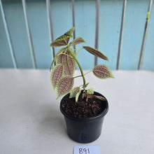 Load image into Gallery viewer, #B91 Pilea Involucrata Moon Valley