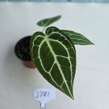 Load image into Gallery viewer, #J781 Anthurium Crystallinum x
