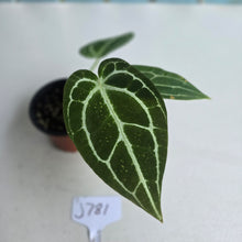 Load image into Gallery viewer, #J781 Anthurium Crystallinum x