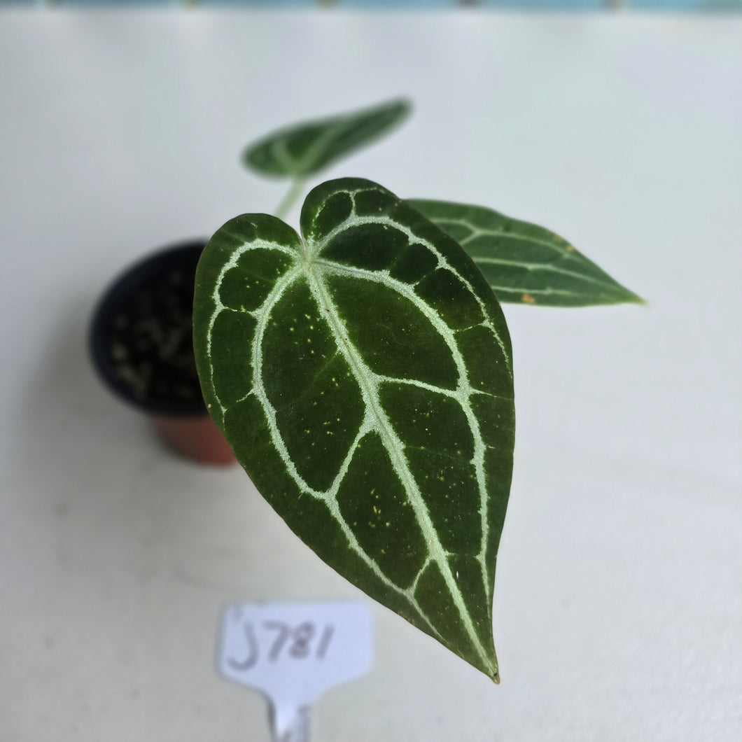 #J781 Anthurium Crystallinum x