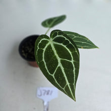 Load image into Gallery viewer, #J781 Anthurium Crystallinum x