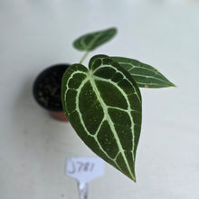 Load image into Gallery viewer, #J781 Anthurium Crystallinum x