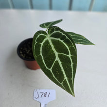 Load image into Gallery viewer, #J781 Anthurium Crystallinum x
