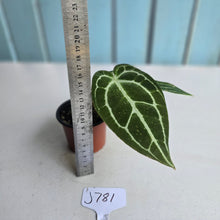 Load image into Gallery viewer, #J781 Anthurium Crystallinum x