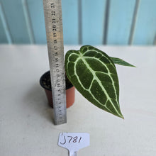 Load image into Gallery viewer, #J781 Anthurium Crystallinum x