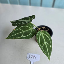 Load image into Gallery viewer, #J781 Anthurium Crystallinum x