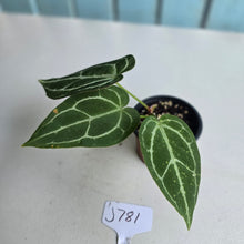 Load image into Gallery viewer, #J781 Anthurium Crystallinum x