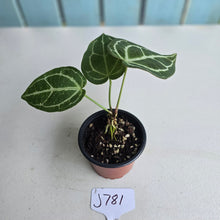 Load image into Gallery viewer, #J781 Anthurium Crystallinum x