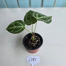 Load image into Gallery viewer, #J781 Anthurium Crystallinum x