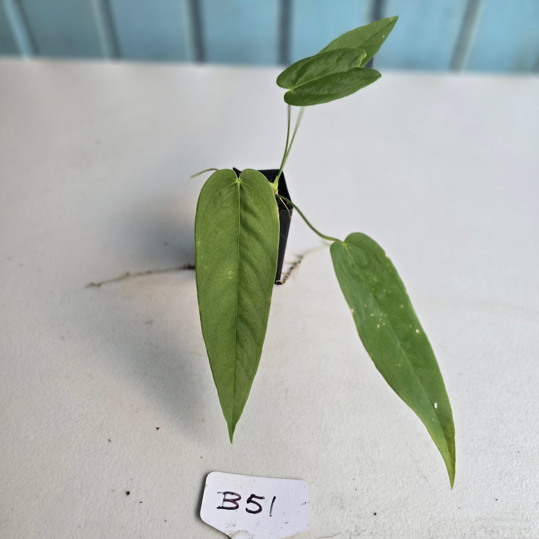 #B51 Anthurium Dolichostachyum