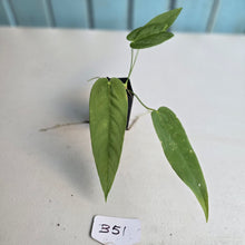 Load image into Gallery viewer, #B51 Anthurium Dolichostachyum