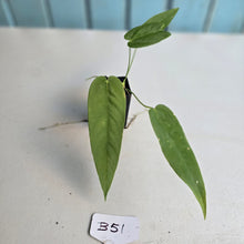 Load image into Gallery viewer, #B51 Anthurium Dolichostachyum