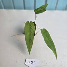 Load image into Gallery viewer, #B51 Anthurium Dolichostachyum