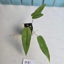 Load image into Gallery viewer, #B51 Anthurium Dolichostachyum